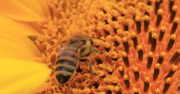Honey Bee Collects Nectar Pollen Sunflower Flowers — Video