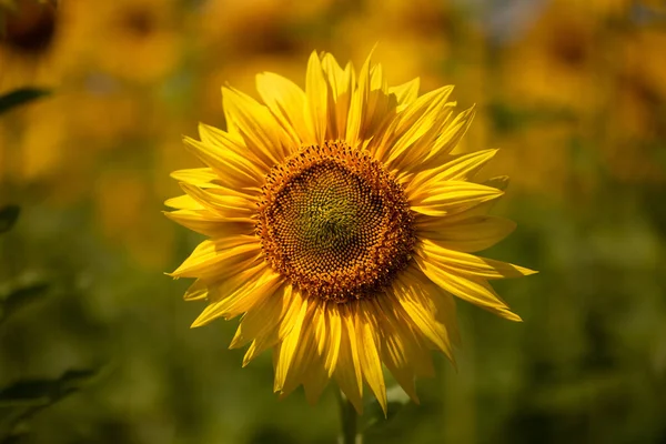 Квіти Соняшнику Цвітуть Полі Чудовий Літній Природний Фон — стокове фото