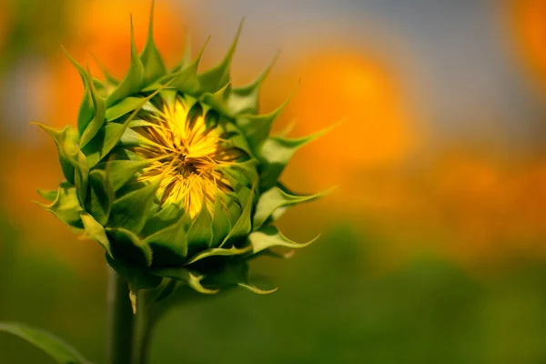 Sunflower flowers bloom on the field. Wonderful summer natural background.