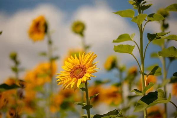 Sunflower flowers bloom on the field. Wonderful summer natural background.