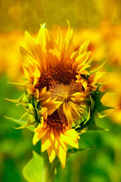 Подсолнухи Цветут Поле Прекрасный Летний Природный Фон — стоковое фото