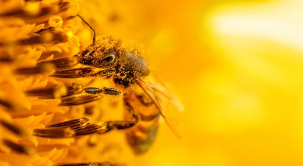 Honey Bee Collects Nectar Sunflower Flowers Selective Focus Macro — Zdjęcie stockowe