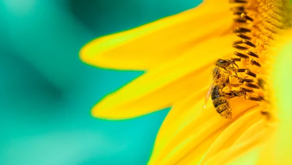 Пчела Собирает Нектар Цветах Подсолнечника Выборочный Фокус Macro — стоковое фото