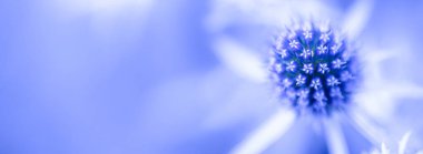 Eryngium campestre, Close-up, selective focus. Wonderful abstract natural panorama background.