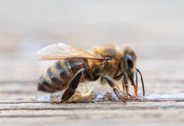Genç bir bal arısı tahta bir yüzeyde oturur ve bal yer..