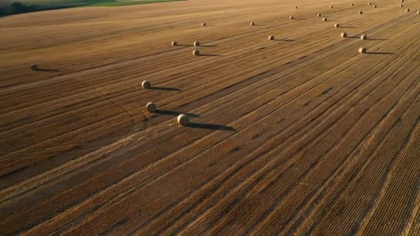 Wonderful Summer Village Landscape Large Straw Bales Field Mown Wheat — Stock Video