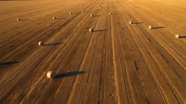 Wonderful Summer Village Landscape Large Straw Bales Field Mown Wheat — Stockvideo