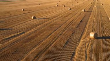 Wonderful summer village landscape. Large straw bales on a field of mown wheat.