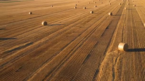 Wonderful Summer Village Landscape Large Straw Bales Field Mown Wheat — Stock Video