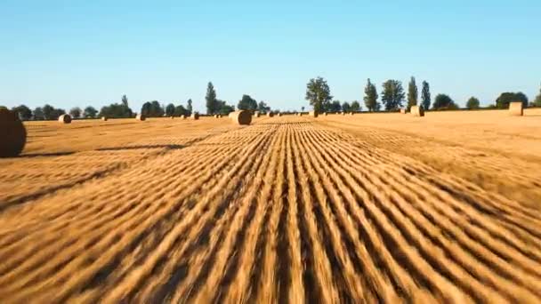 Wonderful Summer Village Landscape Large Straw Bales Field Mown Wheat — Stockvideo