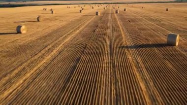 Wonderful summer village landscape. Large straw bales on a field of mown wheat.