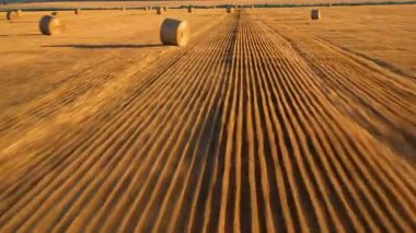 Wonderful summer village landscape. Large straw bales on a field of mown wheat.