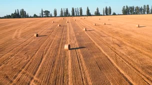 Wonderful Summer Village Landscape Large Straw Bales Field Mown Wheat — ストック動画