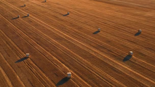 Wonderful Summer Village Landscape Large Straw Bales Field Mown Wheat — Stockvideo