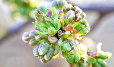 Bir dalda kiraz çiçekleri. Doğal arkaplan, seçici odaklanma.