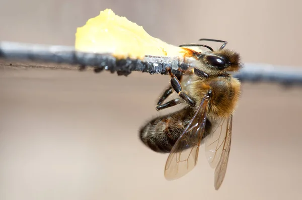 Young Honey Bee Sits Wooden Surface Eats Honey —  Fotos de Stock