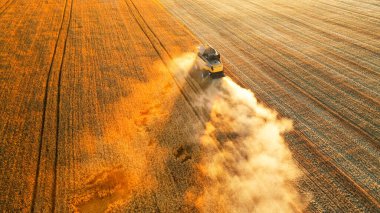 Ukrainian grain harvest. A combine harvester in the field collects wheat or barley. Aerial view of an agricultural field. Wonderful summer rural landscape.