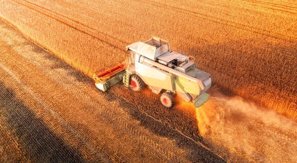 Ukrainian Grain Harvest Combine Harvester Field Collects Wheat Barley Aerial — Stock Fotó