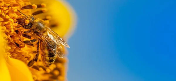 Abelha Mel Reúne Néctar Flores Girassol Foco Seletivo Macro — Fotografia de Stock