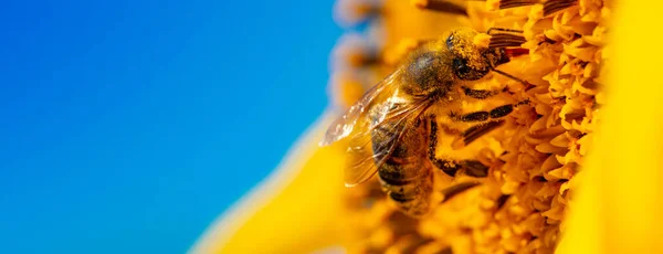 Honigbiene Sammelt Nektar Auf Sonnenblumenblüten Selektiver Fokus Makro — Stockfoto