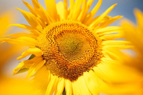 Large Bright Yellow Flower Sunflower Background Blue Sky Selective Focus — стоковое фото