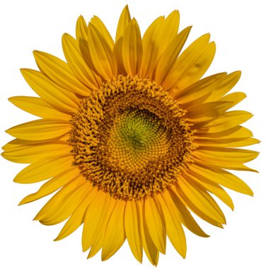 A large bright blooming sundew flower isolated on a white background.