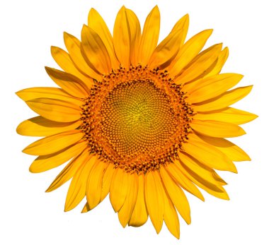 A large bright blooming sundew flower isolated on a white background.