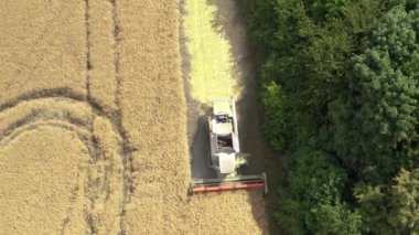 A harvester harvests rapeseed in a rapeseed field. Drone view.