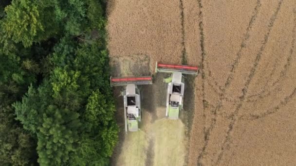 Two Combine Harvesters Harvest Rapeseed Rapeseed Field Shooting Air Drone — Vídeos de Stock