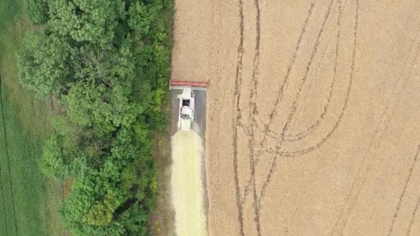 Harvester Harvests Rapeseed Rapeseed Field Drone View — Vídeo de Stock