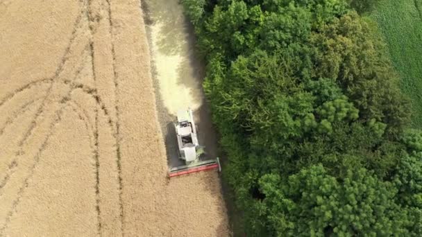 Harvester Harvests Rapeseed Rapeseed Field Drone View — Stockvideo