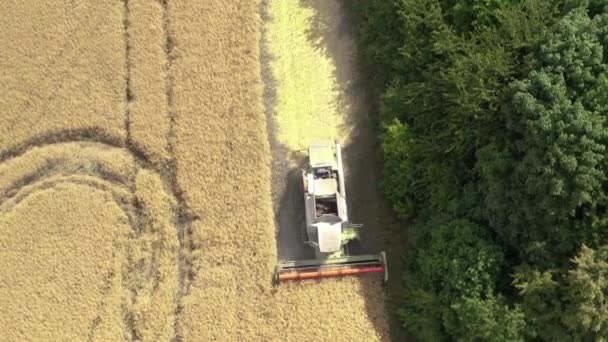 Harvester Harvests Rapeseed Rapeseed Field Drone View — ストック動画