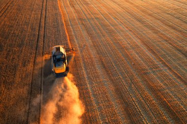 Ukrainian grain harvest. A combine harvester in the field collects wheat or barley. Aerial view of an agricultural field. Wonderful summer rural landscape.