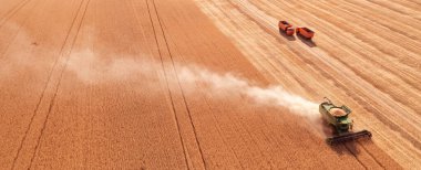 Ukrainian grain harvest. A combine harvester in the field collects wheat or barley. Aerial view of an agricultural field. Wonderful summer rural landscape.