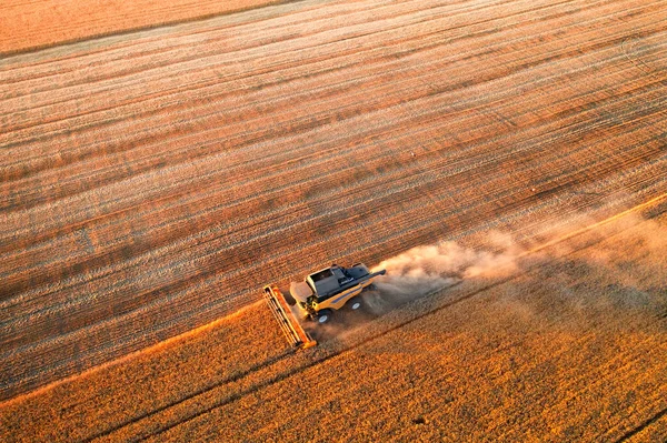Ukrainian grain harvest. A combine harvester in the field collects wheat or barley. Aerial view of an agricultural field. Wonderful summer rural landscape.