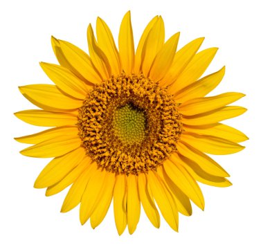 Blooming sunflower flower. Isolated on a white background.