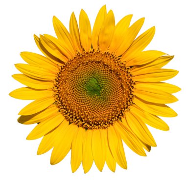 Blooming sunflower flower. Isolated on a white background.