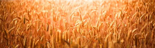 Rural Landscape Ears Wheat Wheat Field Abstract Natural Background Texture — 스톡 사진