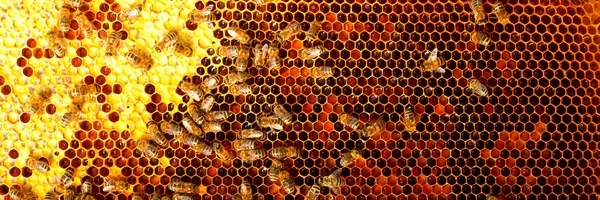 Fresh Honey Hive Bees Work Construction Honeycombs Abstract Natural Background — 스톡 사진
