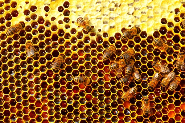 Fresh Honey Hive Bees Work Construction Honeycombs Abstract Natural Background — Foto de Stock