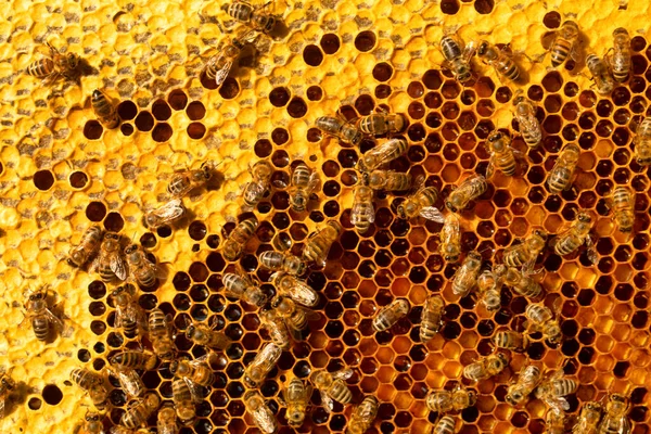 Fresh Honey Hive Bees Work Construction Honeycombs Abstract Natural Background — Stockfoto