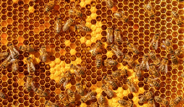 Fresh Honey Hive Bees Work Construction Honeycombs Abstract Natural Background — Foto de Stock