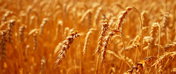 Rural Landscape Ears Wheat Wheat Field Abstract Natural Background Texture — Stockfoto