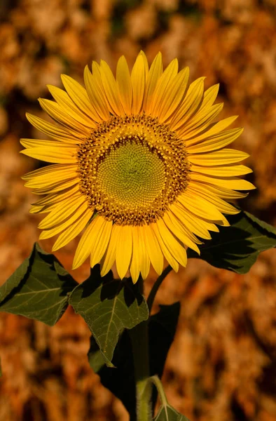 Яскраво Жовта Квітка Соняшнику Цвіте Полі Вибірковий Фокус Абстрактний Природний — стокове фото