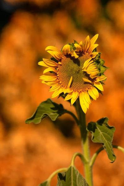 Bright Yellow Sunflower Flower Blooms Field Selective Focus Abstract Natural —  Fotos de Stock