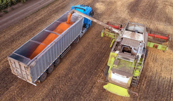 The combine delivers threshed grain to the truck. Harvest season in agricultural fields. Harvest in the south of Ukraine.