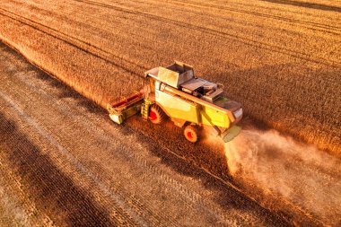 Ukrainian grain harvest. A combine harvester in the field collects wheat or barley. Aerial view of an agricultural field. Wonderful summer rural landscape.