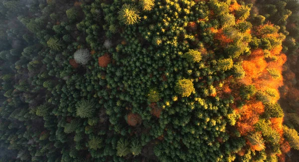 Wonderful Autumn Landscape Multicolored Conifers Deciduous Trees Meadow Dry Grass — Stockfoto