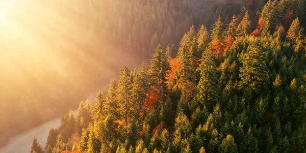 Железная Дорога Через Осенний Лес Рассвете Вид Дрон — стоковое фото