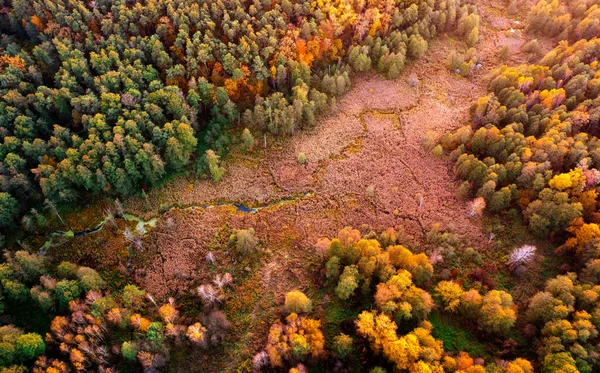 Wonderful Autumn Landscape Multicolored Conifers Deciduous Trees Meadow Dry Grass — Stock Fotó